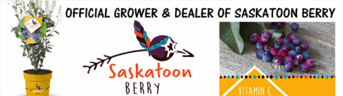 Amelanchier aln. 'Saskatoon Berry'® - Obrázek 7