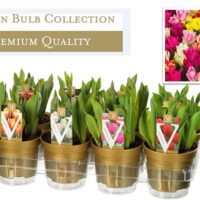 TULIPÁN HR cultivar, MIX, P 12 – GOLD