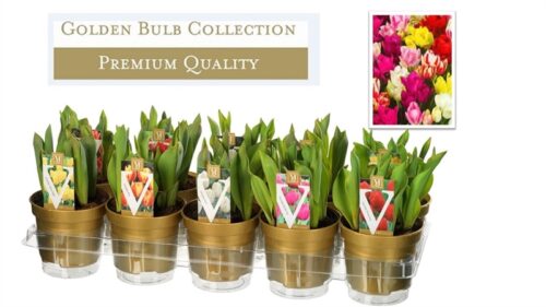 TULIPÁN HR cultivar, MIX, P 12 – GOLD - Obrázek 1