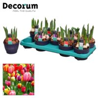 TULIPÁN HR cultivar, MIX, P 12
