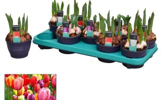 TULIPÁN HR cultivar, MIX, P 12