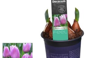 TULIPÁN HR cult.  'Marein', P 9