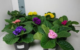 PRIMULA vulgaris 'Dreamer', P 12