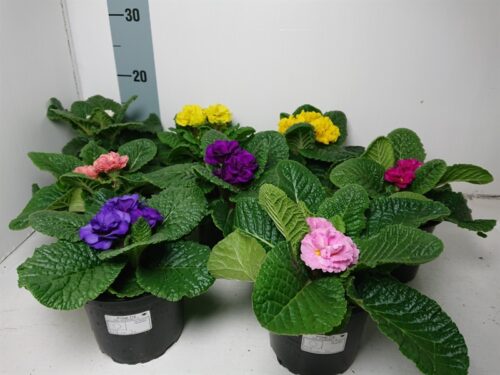 PRIMULA vulgaris 'Dreamer', P 12 - Obrázek 1