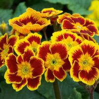 Elatior 'Indian Tiger'