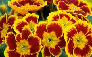 Elatior 'Indian Tiger'