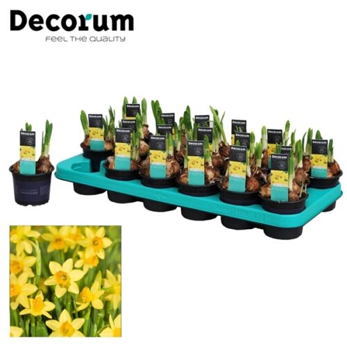 Narcissus cyclamineus 'Tete a Tete' - Obrázek 2