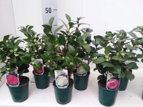 Camellia japonica - Image 2