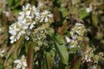 Amelanchier aln. 'Saskatoon Berry'® - Obrázek 5