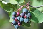 Amelanchier aln. 'Saskatoon Berry'® - Obrázek 4