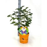 Amelanchier aln. 'Saskatoon Berry'® - Obrázek 2