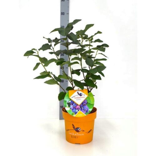 Amelanchier aln. 'Saskatoon Berry'® - Obrázek 2