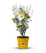 Amelanchier aln. 'Saskatoon Berry'® - Obrázek 6