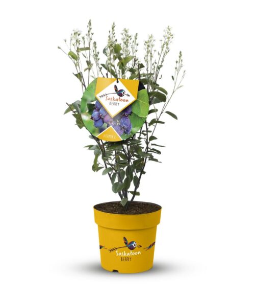 Amelanchier aln. 'Saskatoon Berry'® - Obrázek 6