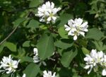 Amelanchier aln. 'Saskatoon Berry'® - Obrázek 3