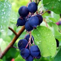 Amelanchier aln. 'Saskatoon Berry'®