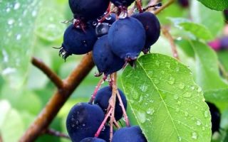 Amelanchier aln. 'Saskatoon Berry'®