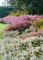 Erica carnea - Obrázek 2