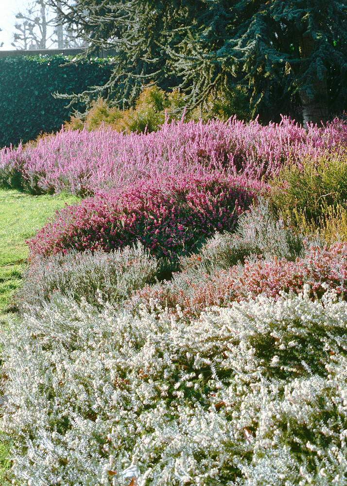 Erica carnea