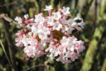 Viburnum bodnantese 'Dawn' - Obrázek 2