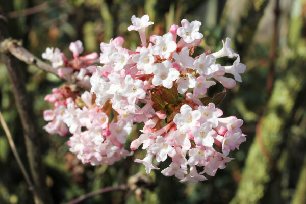 Viburnum bodnantese 'Dawn'