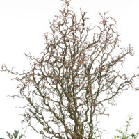 Corylus avellana 'Twister' - Kontejner 7,5 l, v. kmínku 120 cm