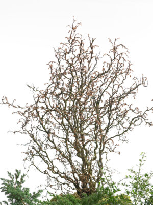 Corylus avellana 'Twister'