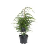 Tsuga canadensis - Obrázek 2