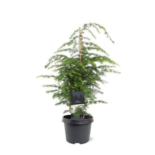 Tsuga canadensis - Obrázek 2