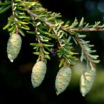 Tsuga canadensis - Obrázek 3