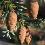 Tsuga canadensis - Obrázek 4