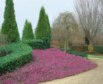 Erica carnea - Obrázek 3