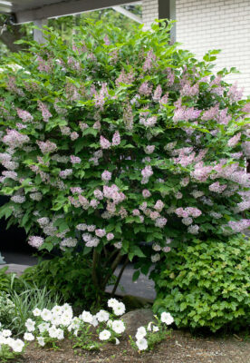 Syringa patula 'Miss Kim'
