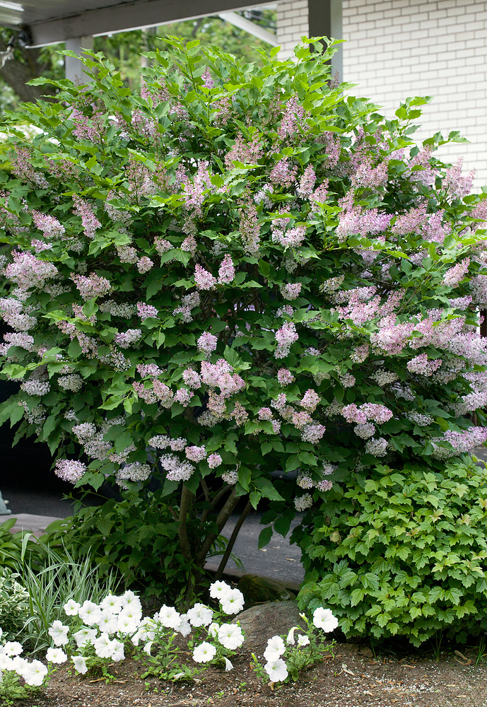 Syringa Miss Kim Syringa patula 'Miss Kim' - Obrázek 1