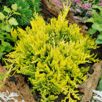 Juniperus horizontalis 'Golden Carpet'