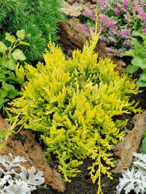 Juniperus horizontalis 'Golden Carpet'