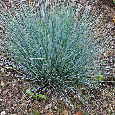 Festuca glauca 'Azurit'