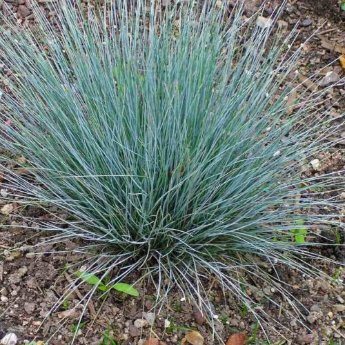 Festuca glauca 'Azurit' - Obrázek 1