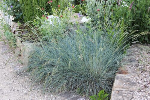Festuca glauca 'Azurit' - Obrázek 2