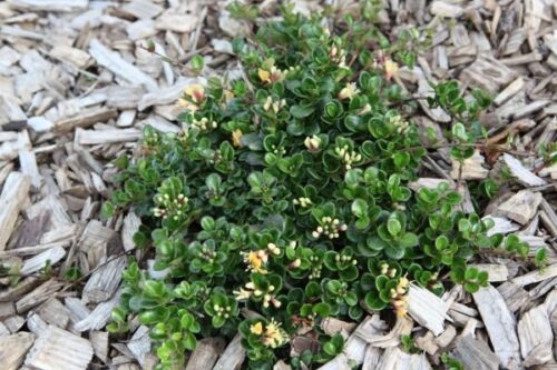 Lonicera crassifolia 'Little Honey'® - Image 1