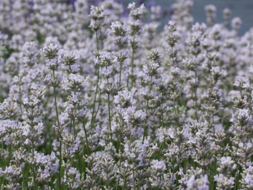 Lavandula angustifolia 'Loddon Pink' - Obrázek 2