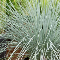 Helictotrichon sempervirens 'Pendula'