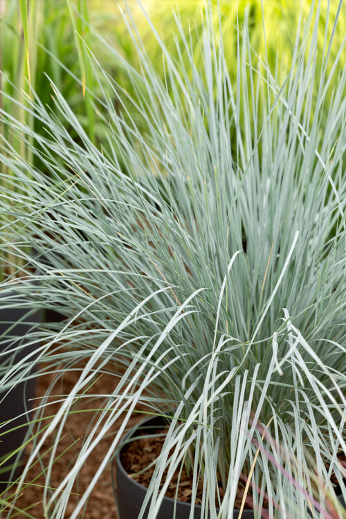 Helictotrichon sempervirens 'Pendula' - Obrázek 1
