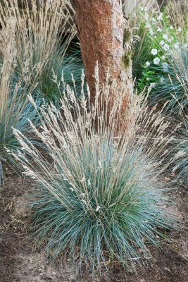 Festuca glauca 'Elijah Blue'