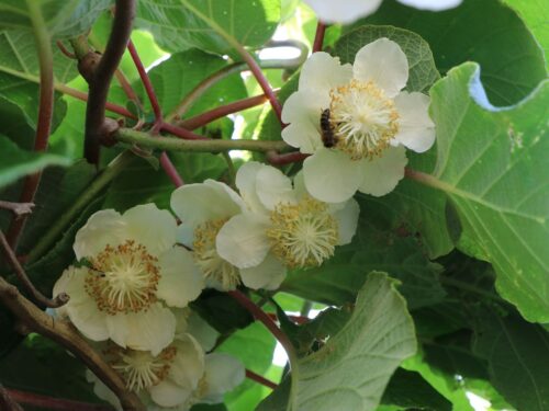 Actinidia deliciosa 'Jenny' - samosprašné KIWI - Obrázek 2