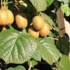 Actinidia deliciosa 'Jenny' - samosprašné KIWI - Kontejner 2 l, v. 50-60 cm