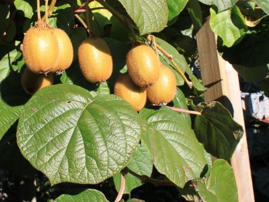 Actinidia deliciosa 'Jenny' - samosprašné KIWI