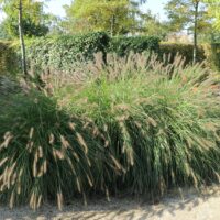 Pennisetum alopecuroides 'Herbstzauber'