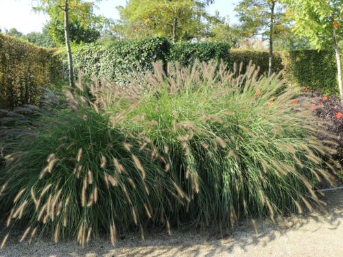 Pennisetum alopecuroides 'Herbstzauber' - Image 1