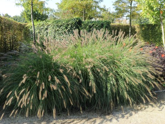 Pennisetum alopecuroides 'Herbstzauber'